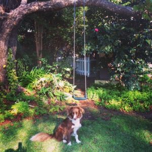 procrastipup garden allison tait