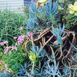 allison tait succulents garden