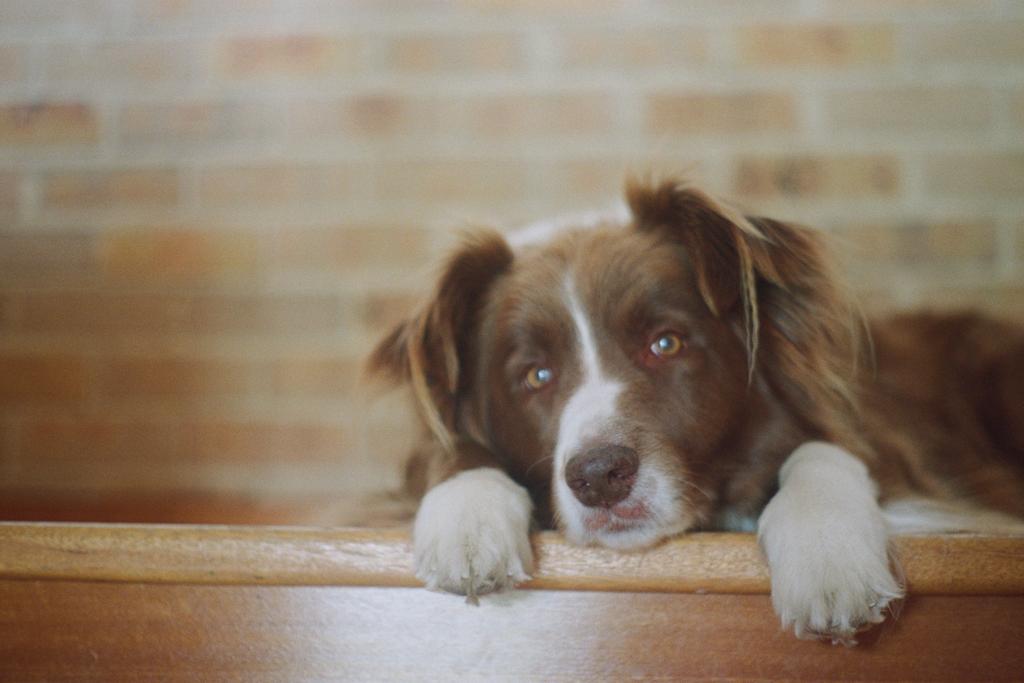 farewell procrastipup